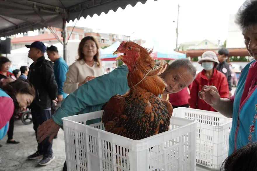 花蓮吉安閹雞王粉墨登場！　14斤9兩巨雞壓磅奪冠