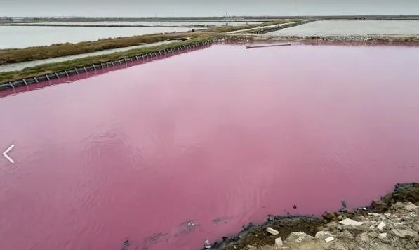 影/台南七股魚塭變夢幻酒紅色　業者：加光合菌改善水質