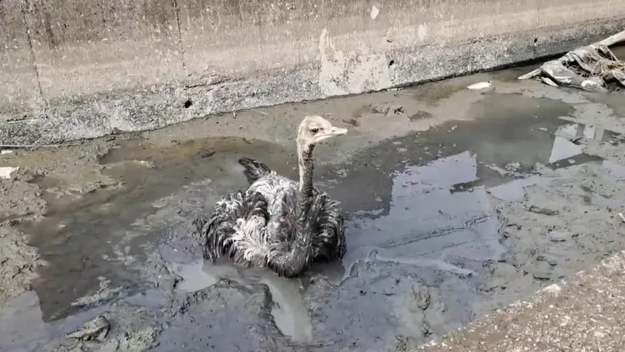 影/彰化伸港驚見鴕鳥受困爛泥　眾人急救援