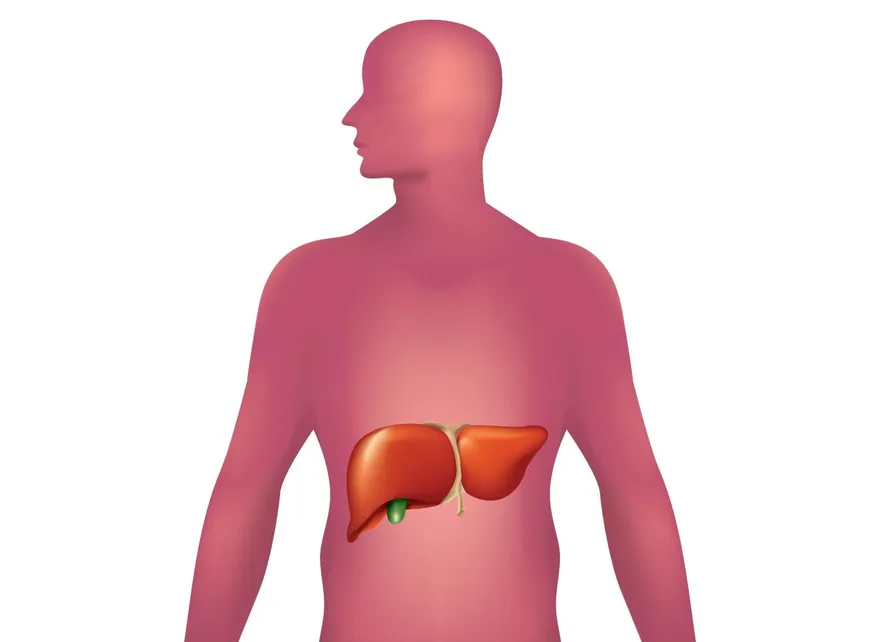 代糖飲料每天一罐？研究：脂肪肝風險比含糖飲料高60%
