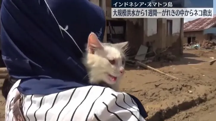 蘇門答臘洪災奪800命！貓咪困瓦礫堆1週奇蹟獲救　飼主淚眼迎接