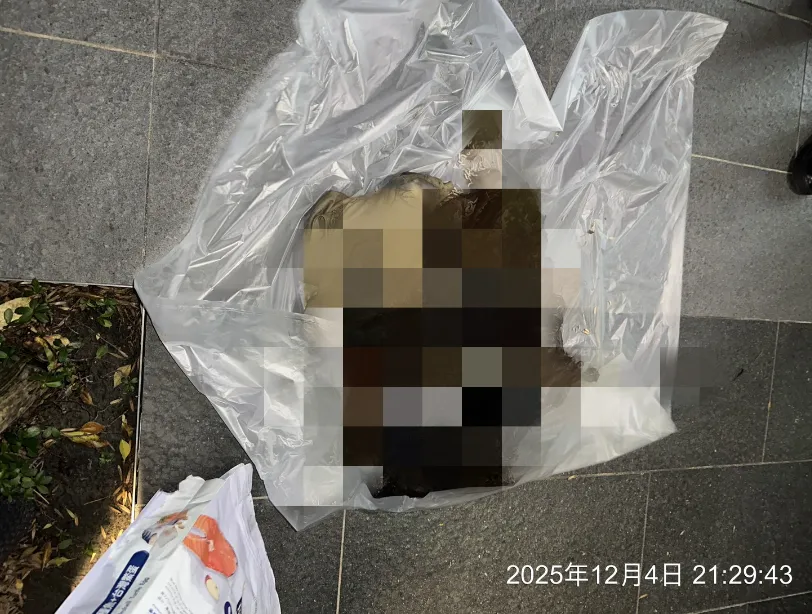 殘忍！女涉虐殺14貓遭列黑名單　北市府依動保法約談