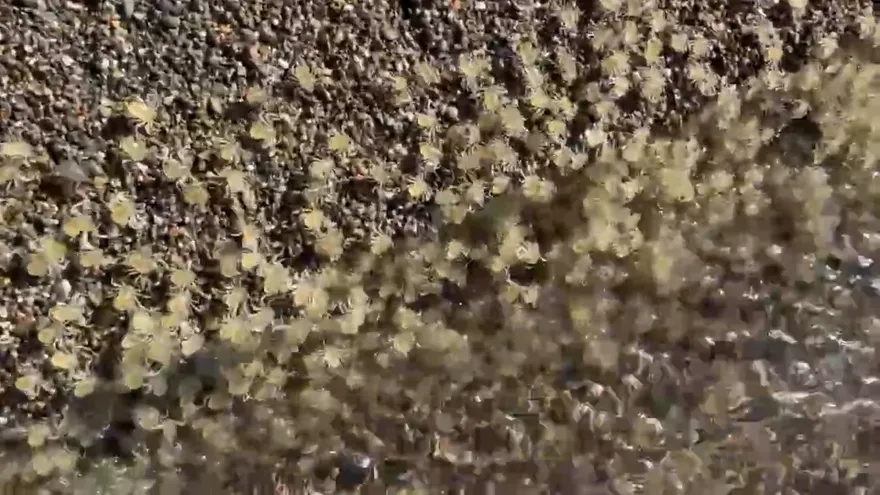 影/直擊！恆春港口溪字紋弓蟹幼體大回流　冬天罕見奇景