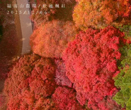 「楓」了！福壽山、武陵楓葉進入炸紅巔峰　把握最後夢幻期