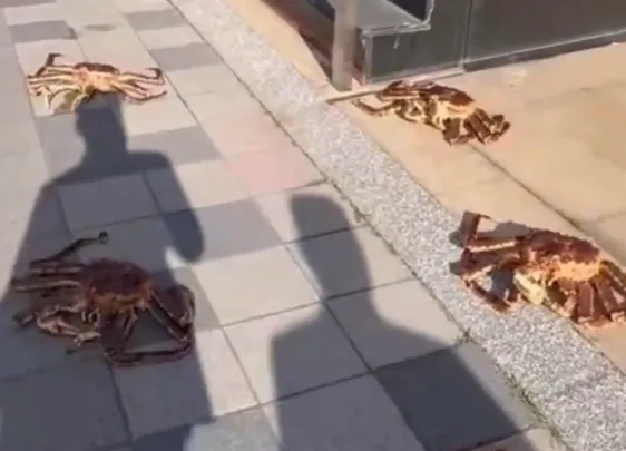 影/竹北日常？10隻帝王蟹漫步人行道　網：差點夾到我