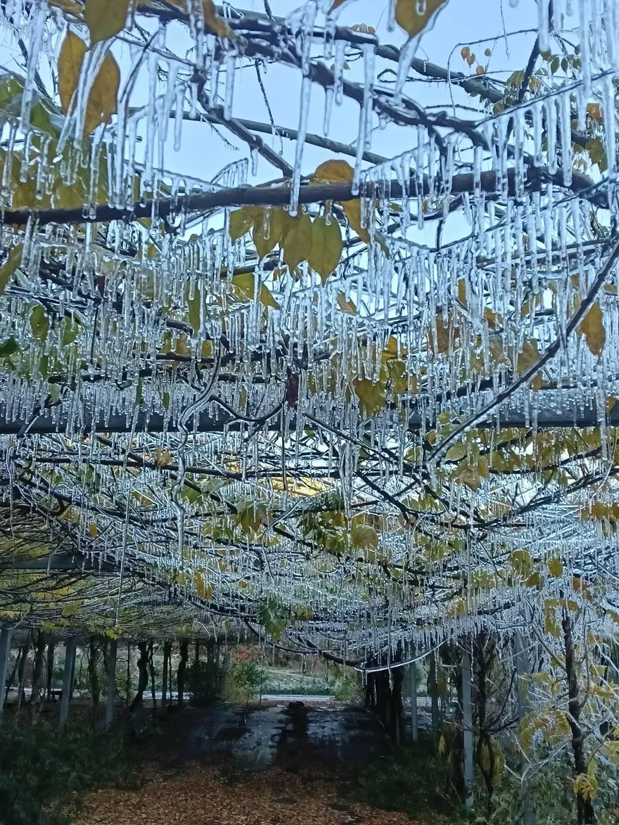 影/清晨低溫僅0.2度　武陵農場再現絕美「冰晶簾」