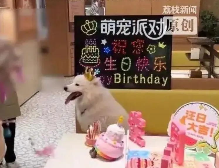 狗狗也能吃火鍋？海底撈深圳店首創寵物專區　為萌寵慶生惹議