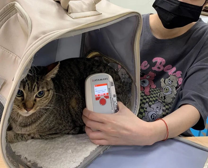 新北家貓登記緩衝期倒數　115年起未植晶片最高罰1萬5