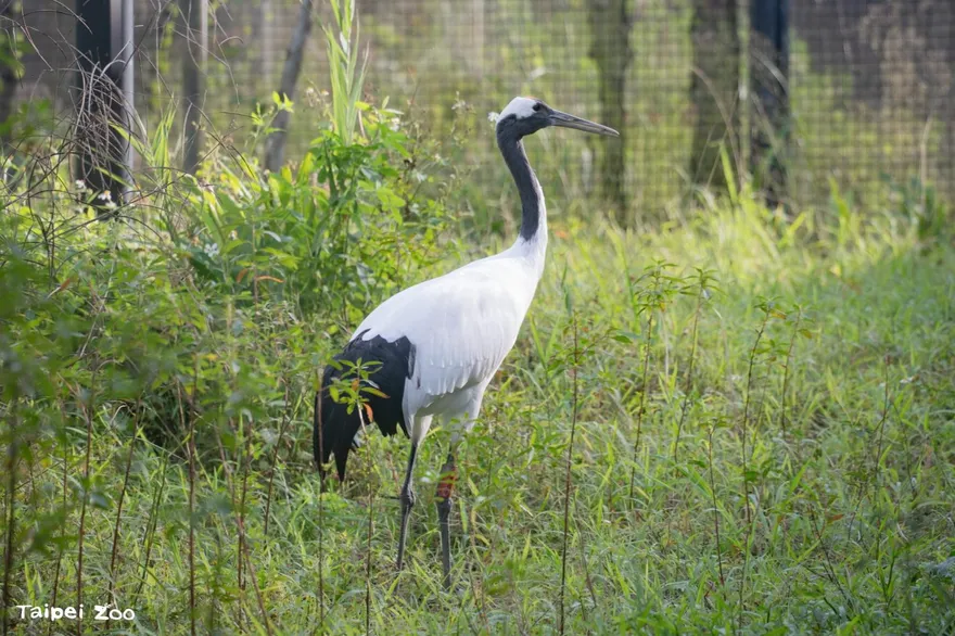 北市動物園丹頂鶴Big和Kika回家了！　12/13聽動物保母講古