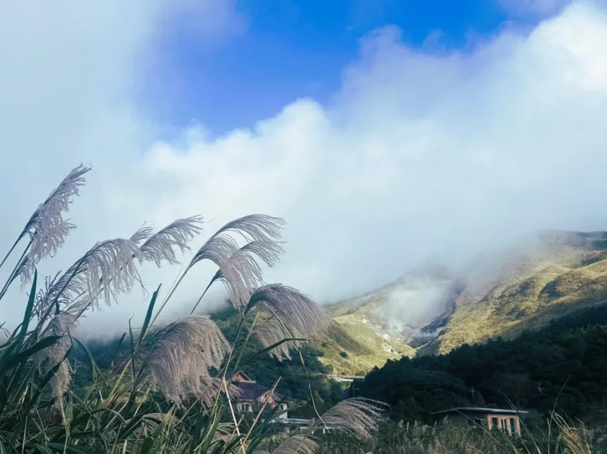 陽明山冬日尋芳！芒花、茶花點綴山林　曬暖陽走步道超放鬆