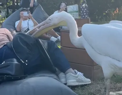 影/超萌！高雄淨園農場躺沙發突遭鵜鶘「出嘴趕人」