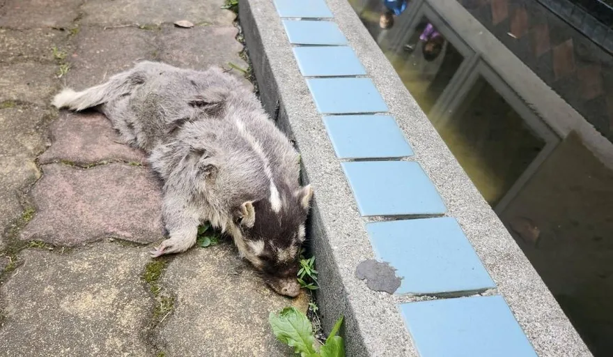 屏東春日鄉死亡鼬獾驗出狂犬病　12/15免費施打疫苗
