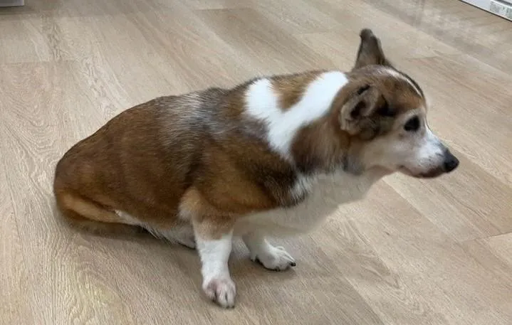 15歲柯基犬疑遭虐畏縮發抖　北市動保處緊急安置送醫