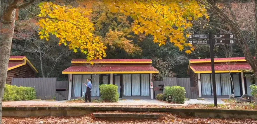 賞楓不用飛日本！武陵、福壽山金黃火紅蓋山頭　美到年底