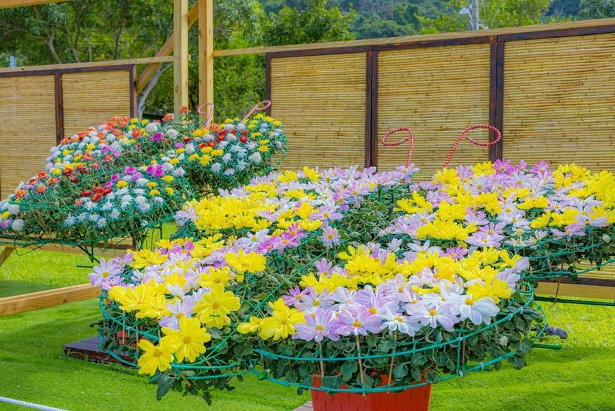 士林官邸菊展45萬人朝聖　200盆花卉12/17免費認養