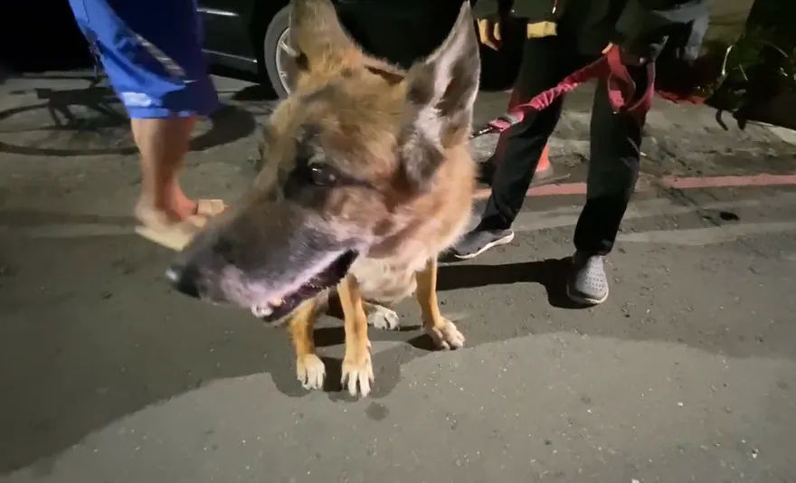 影/汪汪立大功！高雄民宅凌晨火警　狼犬狂吠救他一命