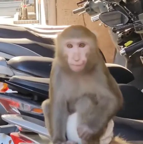 影/新北三重驚現「尿布猴」！動保處介入處理　飼主恐挨罰