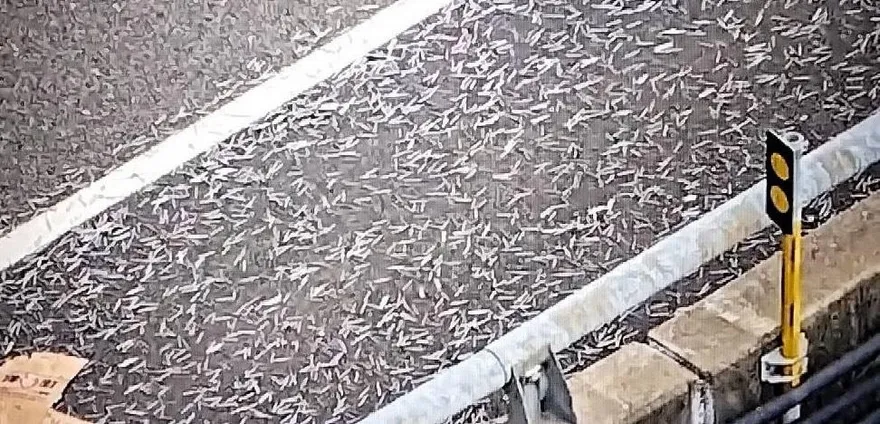 國道驚見「鐵釘天女散花」輪胎慘扎百支、6車爆胎求救