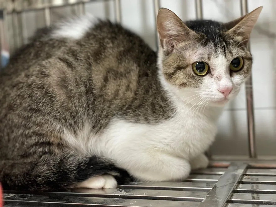 信義區富陽街爆虐貓案！北市動保處急安置1犬9貓　將開放認養