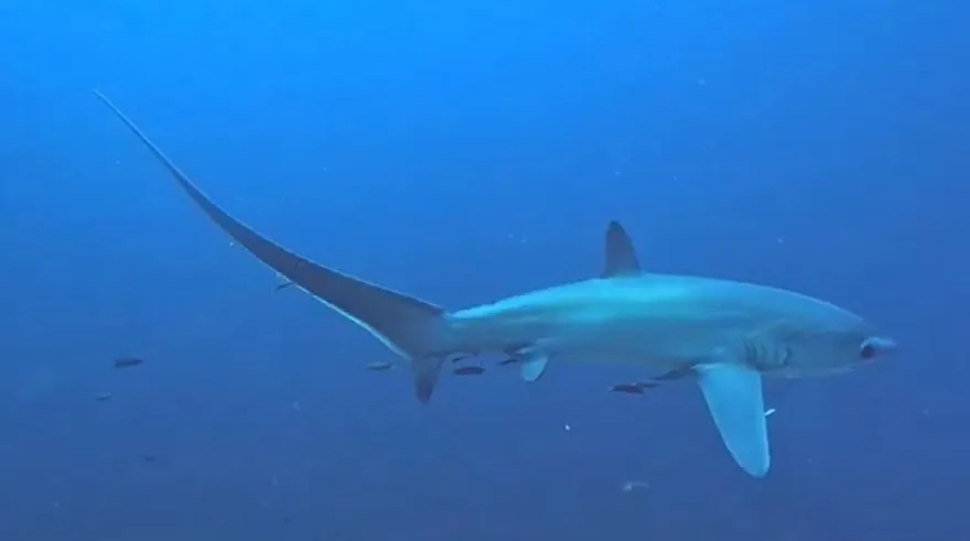 影/比中樂透還難！台東魚市場母鯊肚內驚見活的「鯊魚寶寶」