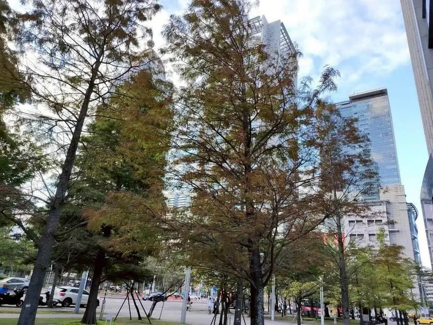 北市信義商圈變身耶誕秘境！　櫸木、落羽松林蔭夜色超迷人