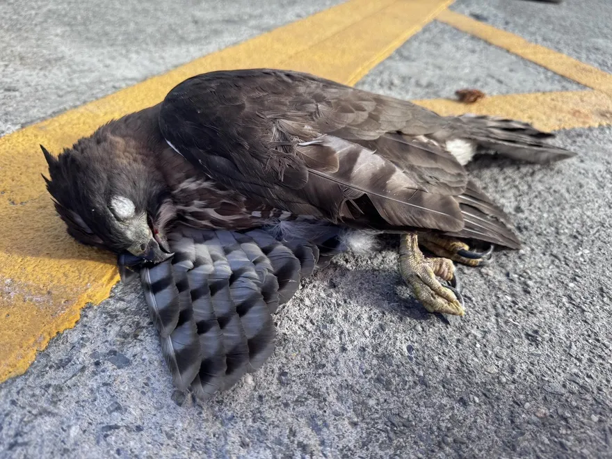 驚見鳳頭蒼鷹倒臥富岡漁港！　海巡即時救援了