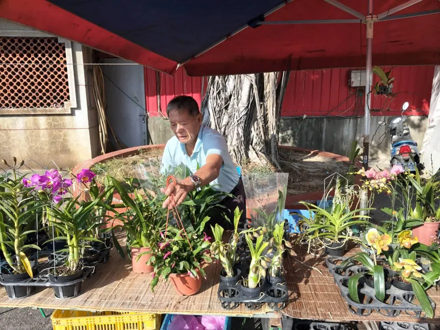 交通紅單牽動愛心接力　朴子賣蘭花阿伯守法換地點續生活