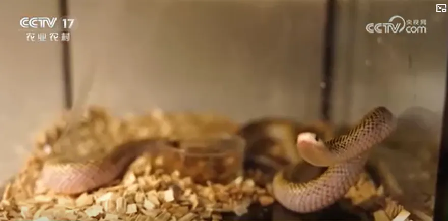 養「異寵」有風險！陸男餵寵物百步蛇遭咬傷　拇指慘壞死截肢