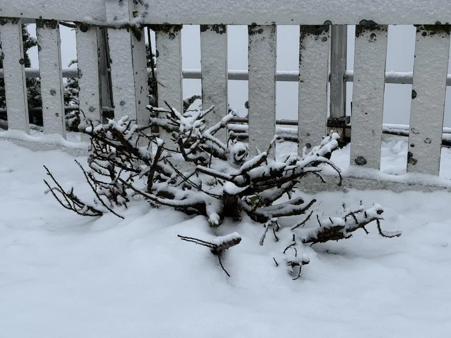 下波冷空氣更強！「0度線」高度降低　高山有望飄雪