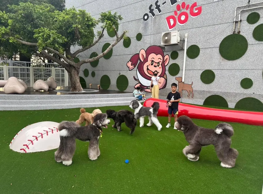 寵物友善不是加分題　而是城市治理的基本功