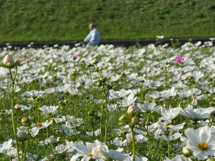 冬季限定浪漫！淡水河畔「初冬小花海」　聖誕光雕展等你來