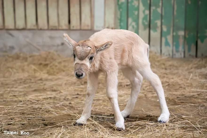 影/年底喜訊！北市立動物園迎弓角羚羊寶寶　保育員接手育幼