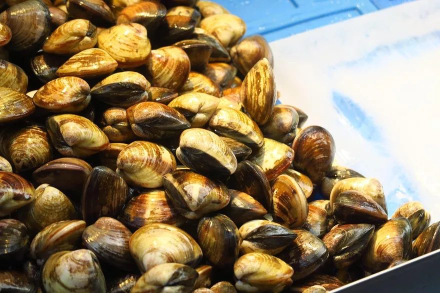 50度溫水加速吐沙！無毒教母：蛤蜊「堆疊」恐白忙一場