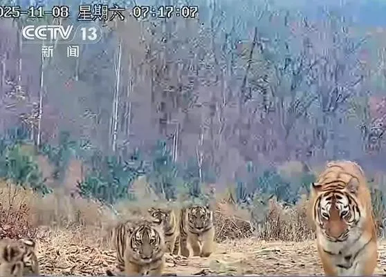 影/6虎同框！陸野生東北雌虎帶5崽「出巡」　學界驚呼罕見