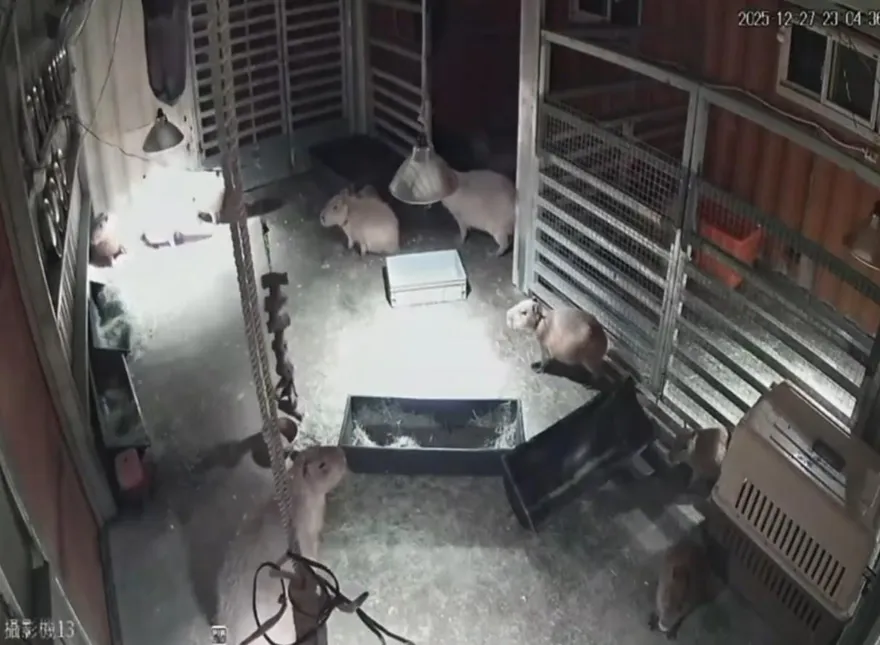 影/規模7地震狂搖！農場主人超擔心水豚君　看畫面傻眼了