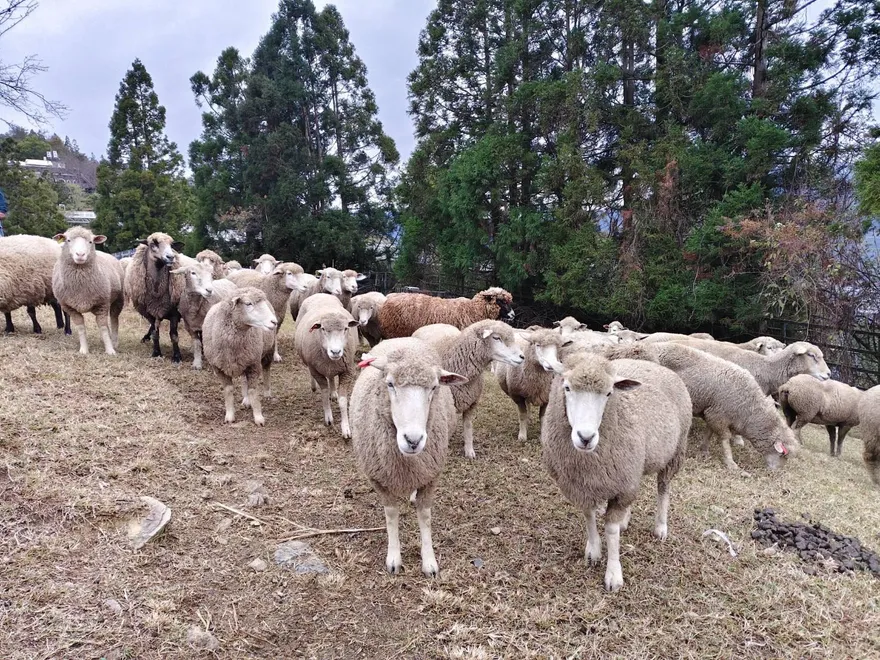 影/7.0強震沒影響！清境農場「羊咩咩正常上班」　遊客破千人