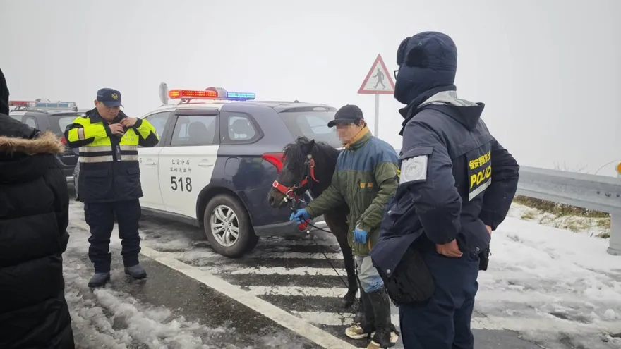 影/「黑馬王子」武嶺上山追雪！涉違道交條例先遭警開罰單