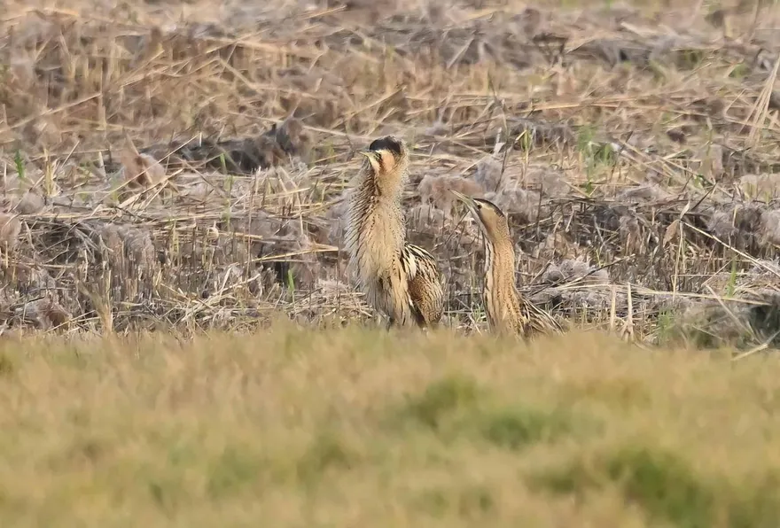 稀有冬候鳥現身！ 高雄茄萣濕地驚見「大麻鷺」鳥友搶拍