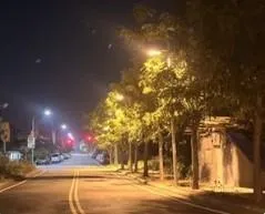 南投市瀰漫塑膠燃燒味！環保局稽查：黑板樹開花惹禍