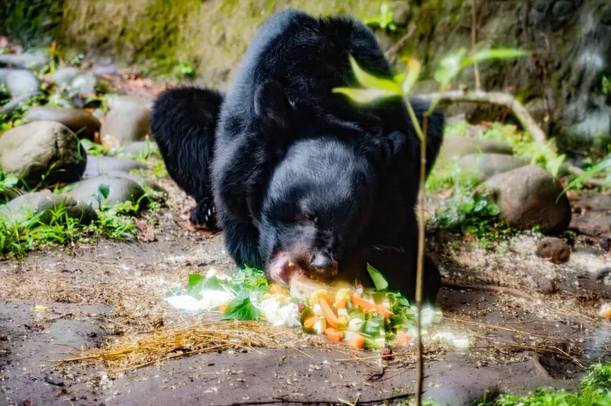 影/亞洲黑熊「黑糖」慶生！台北動物園推「無痕山林」