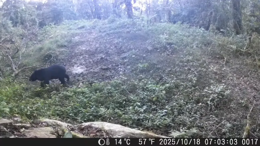 台灣黑熊首闖阿里山工寮！翻冰箱吃罐頭驚悚畫面曝