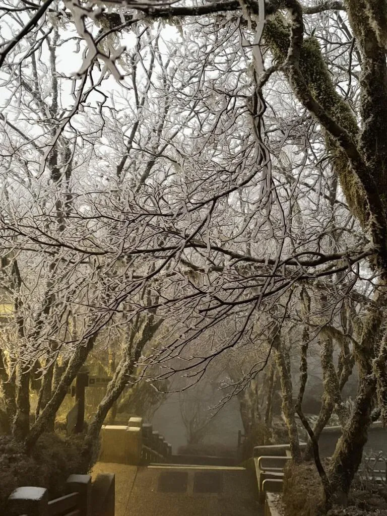 大陸冷氣團發威！宜蘭太平山樹枝「結滿霧淞」