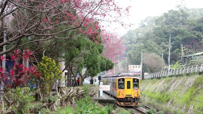 回娘家踏青去！新竹內灣搭火車　品客家美食賞櫻探古道
