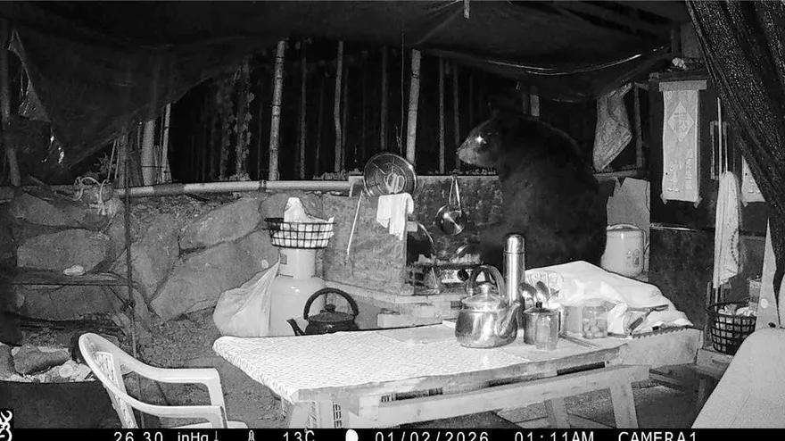 影/阿里山首次紀錄！台灣黑熊連4日闖工寮　下秒站立翻找食物