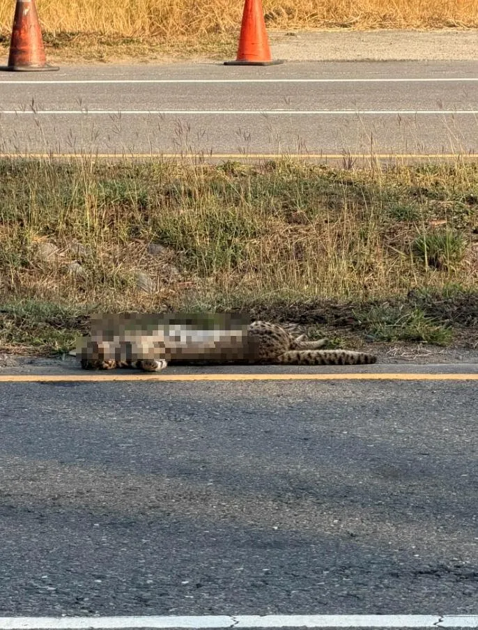 2026年首起路殺！驚見石虎「口吐鮮血」慘死公路旁