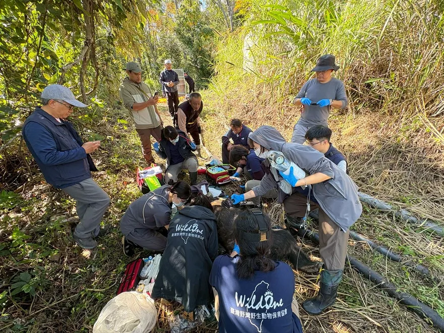 影/部落雞鴨殺手！黑熊「阿里曼・西肯」遭捕送北市動物園