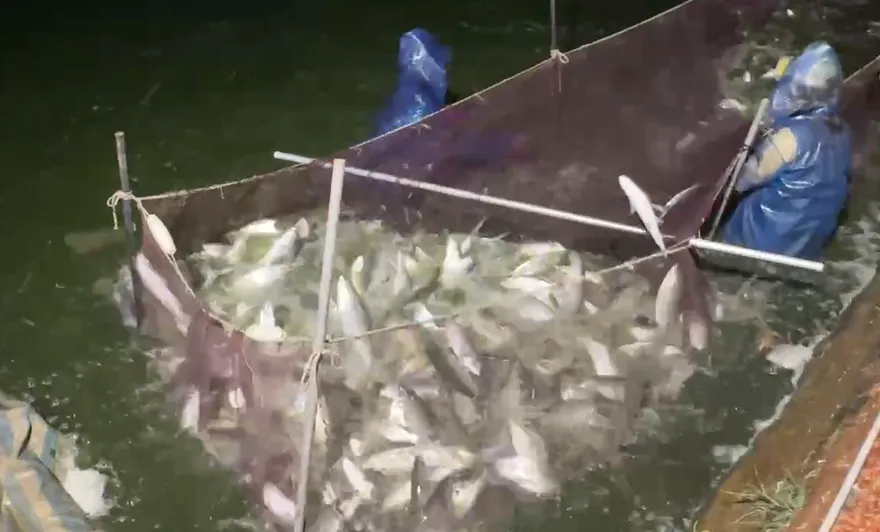 虱目魚越來越貴！養殖面積腰斬　「漁電共生」結構性風暴來臨