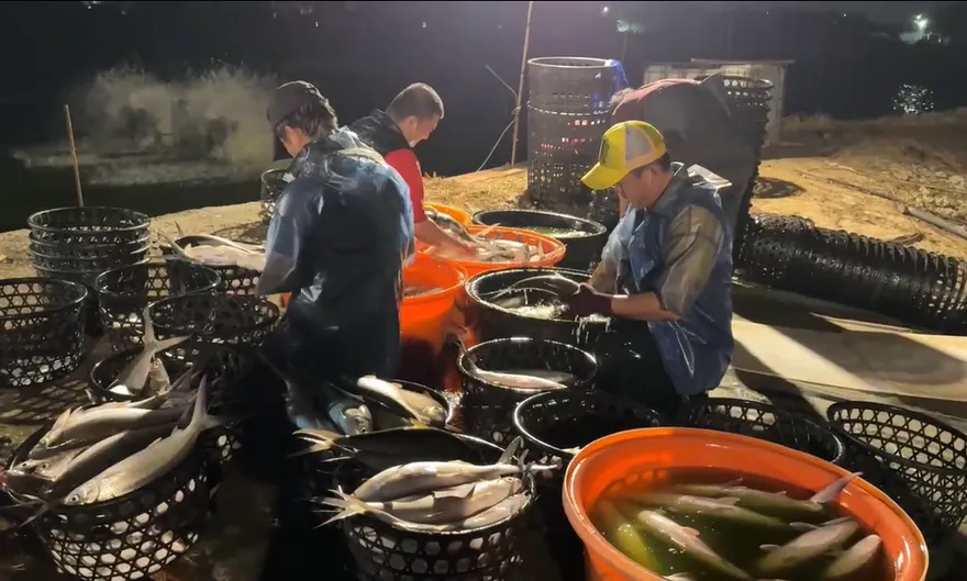 綠酸惠台「養套殺」！最強菜農開火：美國直接要台灣市場怎不吭聲？