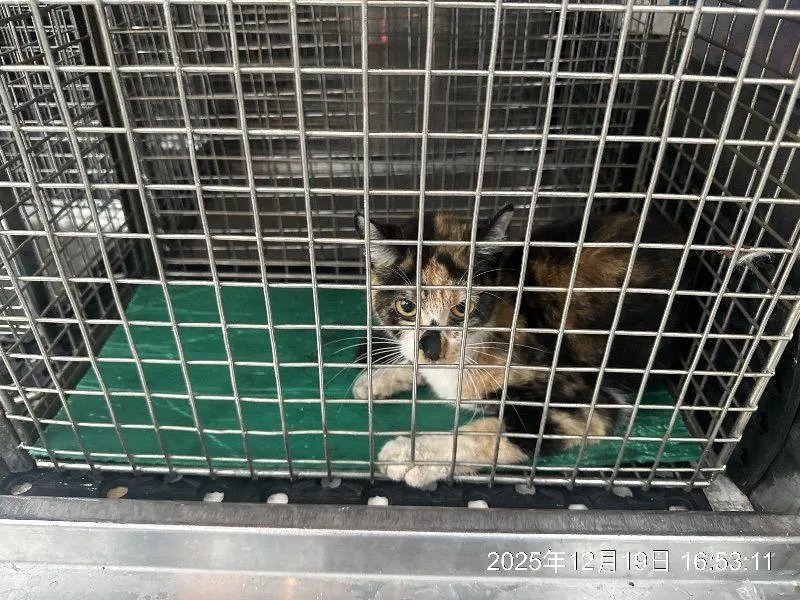 「猛鬼大樓」西寧國宅傳逾20隻貓受困！動保處出動捕貓籠