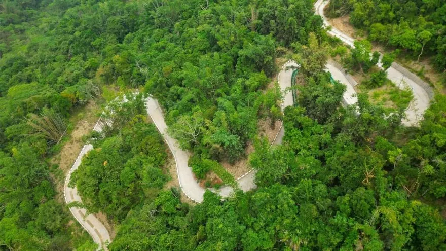 中斷20年！台南南山林道修復　增動物通道與鴨腱藤保護設施